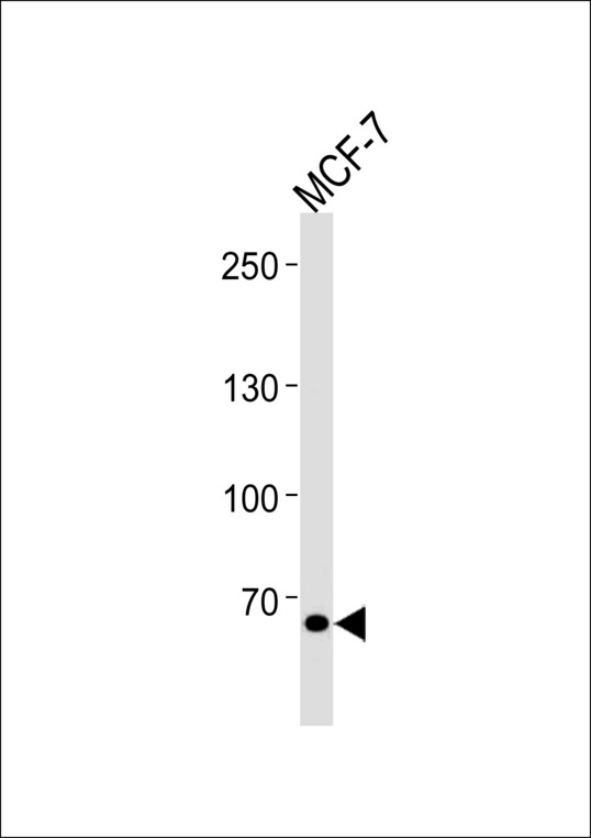 TSPYL2 / DENTT Antibody - TSPYL2 Antibody western blot of MCF-7 cell line lysates (35 ug/lane). The TSPYL2 antibody detected the TSPYL2 protein (arrow).