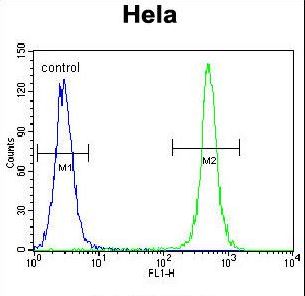 TSPYL6 Antibody - TSPYL6 Antibody flow cytometry of HeLa cells (right histogram) compared to a negative control cell (left histogram). FITC-conjugated goat-anti-rabbit secondary antibodies were used for the analysis.