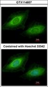 TSSC1 Antibody - Immunofluorescence of methanol-fixed HeLa using TSSC1 antibody at 1:200 dilution.