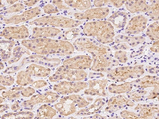 TSSC1 Antibody - Immunochemical staining of human TSSC1 in human kidney with rabbit polyclonal antibody at 1:100 dilution, formalin-fixed paraffin embedded sections.