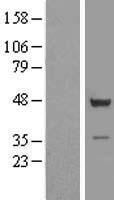 TSSC1 Protein - Western validation with an anti-DDK antibody * L: Control HEK293 lysate R: Over-expression lysate