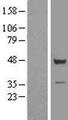 TSSC1 Protein - Western validation with an anti-DDK antibody * L: Control HEK293 lysate R: Over-expression lysate