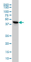TSSK2 Antibody - TSSK2 monoclonal antibody (M02), clone 1H2 Western blot of TSSK2 expression in HeLa.