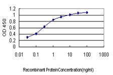 TSSK2 Antibody - Detection limit for recombinant GST tagged TSSK2 is approximately 0.03 ng/ml as a capture antibody.