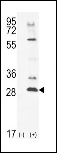 TSSK4 / TSSK5 Antibody - Western blot of TSSK4 (arrow) using rabbit polyclonal TSSK4 Antibody. 293 cell lysates (2 ug/lane) either nontransfected (Lane 1) or transiently transfected (Lane 2) with the TSSK4 gene.