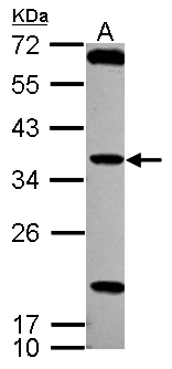 TSSK4 / TSSK5 Antibody - Sample (30 ug of whole cell lysate) A: NT2D1 12% SDS PAGE TSSK4 antibody diluted at 1:1000
