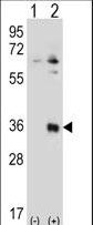 TSSK6 Antibody - Western blot of TSSK6 (arrow) using rabbit polyclonal TSSK6 Antibody. 293 cell lysates (2 ug/lane) either nontransfected (Lane 1) or transiently transfected (Lane 2) with the TSSK6 gene.