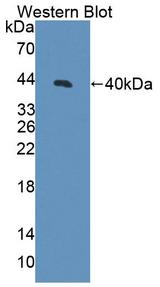 TSTA3 /  GDP-L-Fucose Synthase Antibody - Western blot of TSTA3 / FX antibody.