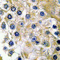 TSTA3 /  GDP-L-Fucose Synthase Antibody - Immunohistochemical analysis of FX staining in human testis formalin fixed paraffin embedded tissue section. The section was pre-treated using heat mediated antigen retrieval with sodium citrate buffer (pH 6.0). The section was then incubated with the antibody at room temperature and detected using an HRP-conjugated compact polymer system. DAB was used as the chromogen. The section was then counterstained with hematoxylin and mounted with DPX.
