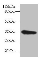 TSTA3 /  GDP-L-Fucose Synthase Antibody - Western blot All lanes: GDP-L-fucose synthase antibody at 2µg/ml + EC109 whole cell lysate Secondary Goat polyclonal to rabbit IgG at 1/15000 dilution Predicted band size: 35 kDa Observed band size: 35 kDa