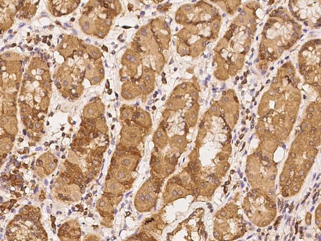 TSTD1 Antibody - Immunochemical staining of human TSTD1 in human stomach with rabbit polyclonal antibody at 1:2000 dilution, formalin-fixed paraffin embedded sections.