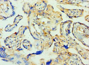 TTBK2 Antibody - Immunohistochemistry of paraffin-embedded human placenta using antibody at 1:100 dilution.