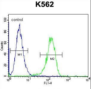 TTBK2 Antibody - TTBK2 Antibody flow cytometry of K562 cells (right histogram) compared to a negative control cell (left histogram). FITC-conjugated goat-anti-rabbit secondary antibodies were used for the analysis.