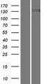 TTBK2 Protein - Western validation with an anti-DDK antibody * L: Control HEK293 lysate R: Over-expression lysate