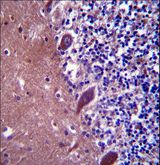 TTC13 Antibody - TTC13 Antibody immunohistochemistry of formalin-fixed and paraffin-embedded human cerebellum tissue followed by peroxidase-conjugated secondary antibody and DAB staining.