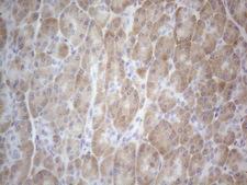 TTC14 Antibody - Immunohistochemical staining of paraffin-embedded Human pancreas tissue within the normal limits using anti-TTC14 mouse monoclonal antibody. (Heat-induced epitope retrieval by 1mM EDTA in 10mM Tris buffer. (pH8.5) at 120°C for 3 min. (1:150)