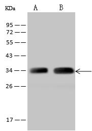 TTC19 Antibody - Anti-TTC19 rabbit polyclonal antibody at 1:500 dilution. Lane A: HT-1080 Whole Cell Lysate. Lane B: U-251 MG Whole Cell Lysate. Lysates/proteins at 30 ug per lane. Secondary: Goat Anti-Rabbit IgG (H+L)/HRP at 1/10000 dilution. Developed using the ECL technique. Performed under reducing conditions. Predicted band size: 42 kDa. Observed band size: 34 kDa.