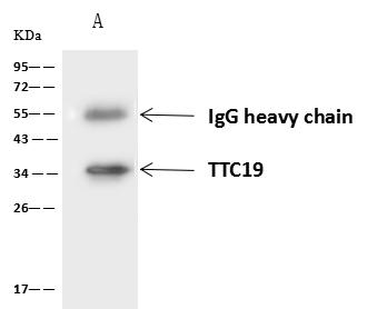 TTC19 Antibody - TTC19 was immunoprecipitated using: Lane A: 0.5 mg U-251MG Whole Cell Lysate. 4 uL anti-TTC19 rabbit polyclonal antibody and 60 ug of Immunomagnetic beads Protein A/G. Primary antibody: Anti-TTC19 rabbit polyclonal antibody, at 1:100 dilution. Secondary antibody: Goat Anti-Rabbit IgG (H+L)/HRP at 1/10000 dilution. Developed using the ECL technique. Performed under reducing conditions. Predicted band size: 42 kDa. Observed band size: 34 kDa.