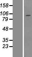 TTC21B Protein - Western validation with an anti-DDK antibody * L: Control HEK293 lysate R: Over-expression lysate
