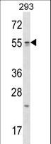 TTC23 Antibody - TTC23 Antibody western blot of 293 cell line lysates (35 ug/lane). The TTC23 antibody detected the TTC23 protein (arrow).