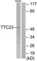 TTC23 Antibody - Western blot analysis of lysates from RAW264.7 cells, using TTC23 Antibody. The lane on the right is blocked with the synthesized peptide.
