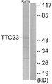 TTC23 Antibody - Western blot analysis of extracts from RAW264.7 cells, using TTC23 antibody.