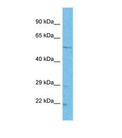 TTC26 Antibody - Western blot of Human HepG2. TTC26 antibody dilution 1.0 ug/ml.  This image was taken for the unconjugated form of this product. Other forms have not been tested.