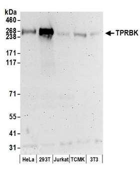 TTC28 Antibody - Detection of human and mouse TPRBK by western blot. Samples: Whole cell lysate (50 µg) from HeLa, HEK293T, Jurkat, mouse TCMK-1, and mouse NIH 3T3 cells prepared using NETN lysis buffer. Antibodies: Affinity purified rabbit anti-TPRBK antibody used for WB at 0.1 µg/ml. Detection: Chemiluminescence with an exposure time of 3 minutes.