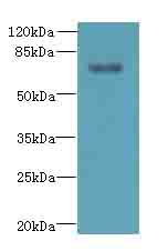 TTC30A Antibody - Western blot. All lanes: TTC30A antibody at 0.1 ug/ml+Mos- gonadal tissue Goat polyclonal to rabbit at 1:10000 dilution. Predicted band size: 76 kDa. Observed band size: 76 kDa.