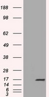 TTC32 Antibody - HEK293T cells were transfected with the pCMV6-ENTRY control (Left lane) or pCMV6-ENTRY TTC32 (Right lane) cDNA for 48 hrs and lysed. Equivalent amounts of cell lysates (5 ug per lane) were separated by SDS-PAGE and immunoblotted with anti-TTC32.