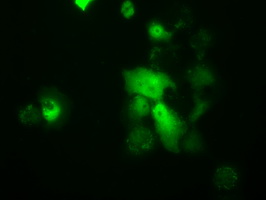 TTC32 Antibody - Anti-TTC32 mouse monoclonal antibody  immunofluorescent staining of COS7 cells transiently transfected by pCMV6-ENTRY TTC32.