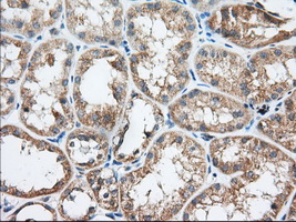 TTC32 Antibody - IHC of paraffin-embedded Human Kidney tissue using anti-TTC32 mouse monoclonal antibody. (Dilution 1:50).