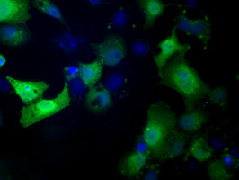 TTC32 Antibody - Anti-TTC32 mouse monoclonal antibody  immunofluorescent staining of COS7 cells transiently transfected by pCMV6-ENTRY TTC32.