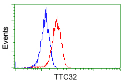 TTC32 Antibody - Flow cytometry of HeLa cells, using anti-TTC32 antibody, (Red), compared to a nonspecific negative control antibody, (Blue).