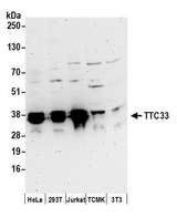 TTC33 Antibody - Detection of human and mouse TTC33 by western blot. Samples: Whole cell lysate (50 µg) from HeLa, HEK293T, Jurkat, mouse TCMK-1, and mouse NIH 3T3 cells prepared using NETN lysis buffer. Antibodies: Affinity purified rabbit anti-TTC33 antibody used for WB at 0.1 µg/ml. Detection: Chemiluminescence with an exposure time of 3 minutes.