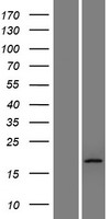 TTC36 Protein - Western validation with an anti-DDK antibody * L: Control HEK293 lysate R: Over-expression lysate