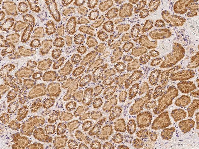TTC39A Antibody - Immunochemical staining of human TTC39A in human kidney with rabbit polyclonal antibody at 1:100 dilution, formalin-fixed paraffin embedded sections.