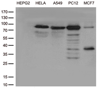 TTC7A Antibody - Western blot analysis of extracts. (35ug) from cell lines by using anti-TTC7A monoclonal antibody. (1:500)
