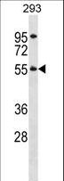 TTC8 Antibody - TTC8 Antibody western blot of 293 cell line lysates (35 ug/lane). The TTC8 antibody detected the TTC8 protein (arrow).