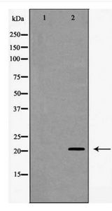 TTF / RHOH Antibody - Western blot of RhoH expression in RAW 264.7 cell lysates