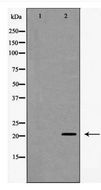 TTF / RHOH Antibody - Western blot of RhoH expression in RAW 264.7 cell lysates