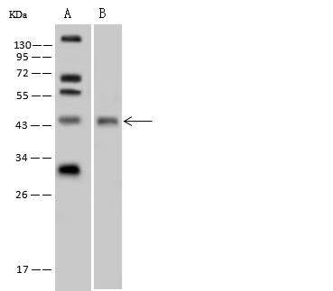 TTF1 / Txn Termination Factor Antibody - Anti-TTF1 rabbit polyclonal antibody at 1:500 dilution. Lane A: Hela Whole Cell Lysate. Lane B: NIH-3T3 Whole Cell Lysate. Lysates/proteins at 30 ug per lane. Secondary: Goat Anti-Rabbit IgG (H+L)/HRP at 1/10000 dilution. Developed using the ECL technique. Performed under reducing conditions. Predicted band size: 39 kDa. Observed band size: 45 kDa.