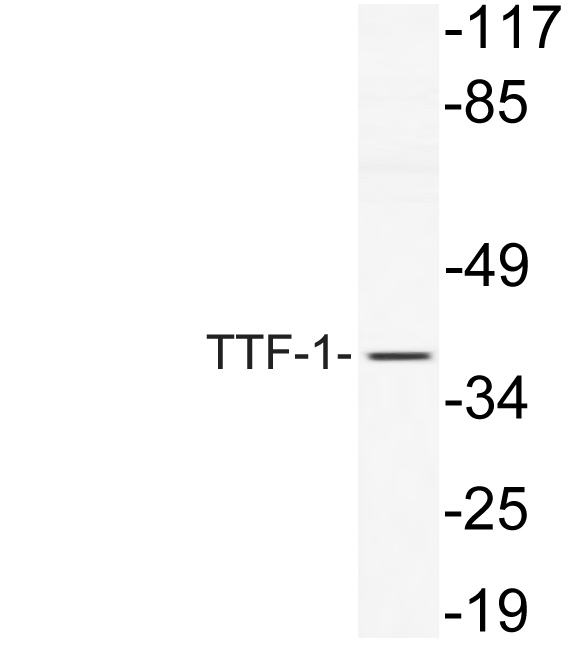TTF1 / Txn Termination Factor Antibody - Western blot of TTF-1 (V27) pAb in extracts from NIH-3T3 cells.
