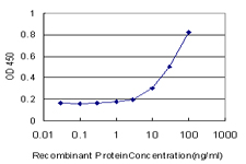 TTF2 / HuF2 Antibody - Detection limit for recombinant GST tagged TTF2 is approximately 1 ng/ml as a capture antibody.