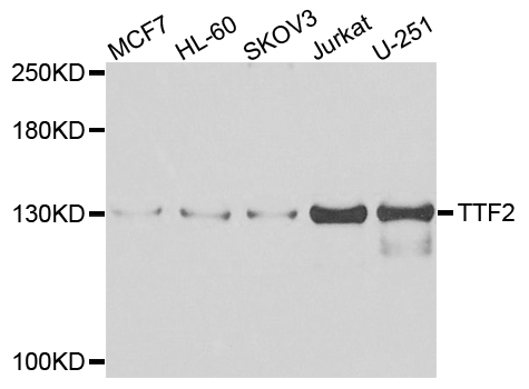 TTF2 / HuF2 Antibody - Western blot analysis of extracts of various cells.