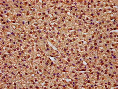 TTI2 / C8orf41 Antibody - Immunohistochemistry Dilution at 1:100 and staining in paraffin-embedded human adrenal gland tissue performed on a Leica BondTM system. After dewaxing and hydration, antigen retrieval was mediated by high pressure in a citrate buffer (pH 6.0). Section was blocked with 10% normal Goat serum 30min at RT. Then primary antibody (1% BSA) was incubated at 4°C overnight. The primary is detected by a biotinylated Secondary antibody and visualized using an HRP conjugated SP system.