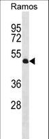 TTL Antibody - TTL Antibody western blot of Ramos cell line lysates (35 ug/lane). The TTL antibody detected the TTL protein (arrow).