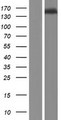 TTLL4 Protein - Western validation with an anti-DDK antibody * L: Control HEK293 lysate R: Over-expression lysate