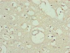 TTLL7 Antibody - Immunohistochemistry of paraffin-embedded human brain tissue at dilution of 1:100