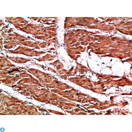 TTN / Titin Antibody - Immunohistochemical analysis of paraffin-embedded human-heart, antibody was diluted at 1:200.